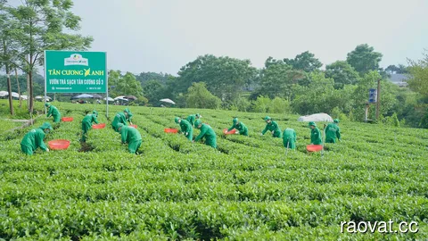 Trà Móc Câu – Tinh Hoa Trà Thái Nguyên Chinh Phục Người Sành Trà