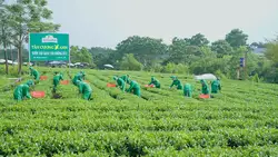 Trà Móc Câu – Tinh Hoa Trà Thái Nguyên Chinh Phục Người Sành Trà
